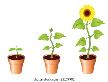 Illustration of sunflower through stages of growth, seedling, bud and bloom, isolated on white background with copy space. Available in portfolio as vector of jpg