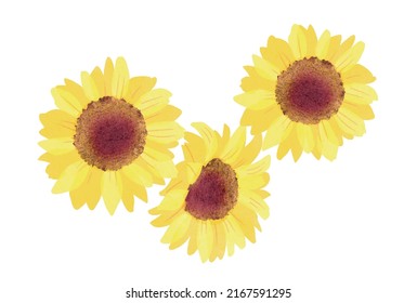 Illustration of sunflower, Vector illustration