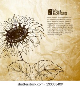 Illustration of sunflower. Vector illustration, contains transparencies, gradients and effects.