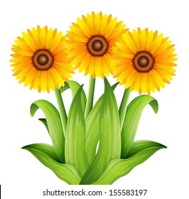 Illustration der Sonnenblumen
