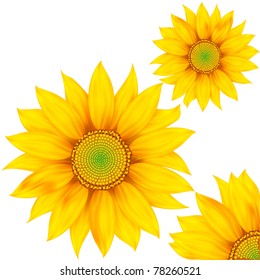 illustration sunflowers isolated white background