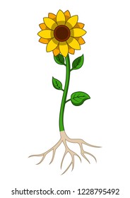 Illustration of sunflowers tree with root system 