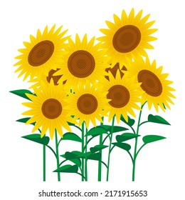 Illustration of sunflowers. Vector illustration on white background.