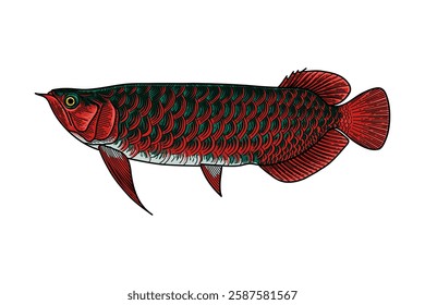 illustration of super red arowana fish