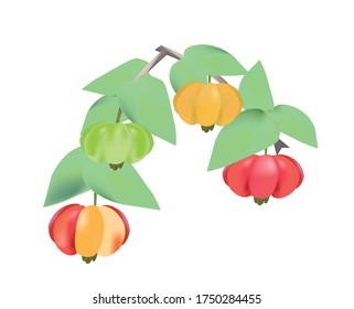 ilustración de una rama de cerezo de Surinam (Pitanga o Eugene de una flor) con frutos de diferente madurez, semirmadura verde y madura, hojas, sobre un fondo blanco