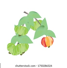 
illustration of a Suriname cherry (Pitanga or Eugene one-flowered) branch with leaves, fruits of different maturity on it, green half-ripe, on a white background