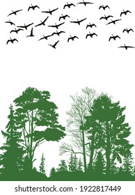 illustration with swans above forest isolated on white background