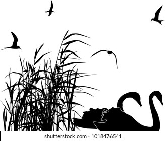 illustration with swans between reed silhouettes isolated on white background