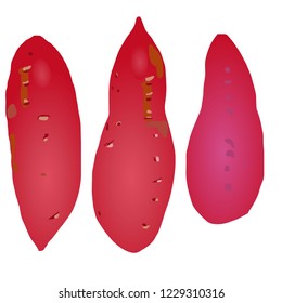 Illustration of the sweet potato