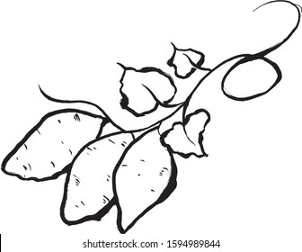 Illustration of  "Sweet potato" handwritten with a brush
