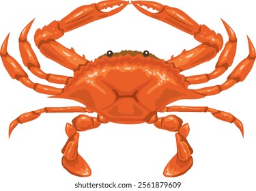 It is an illustration of a swimming crab