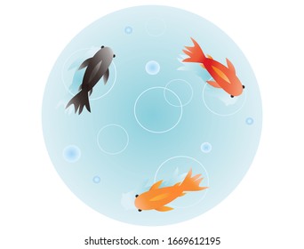 金魚 イラスト の画像 写真素材 ベクター画像 Shutterstock