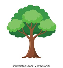 Illustration of Sycamore tree isolated on white