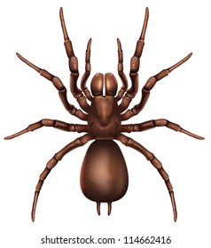 Illustration of a Sydney funnel-web spider (Atrax robustus)