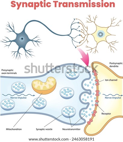 illustration of synaptic transmission diagram - vector