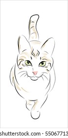 illustration of the tabby cat