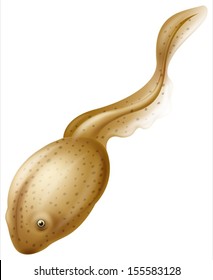 Illustration of a tadpole