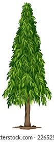 Illustration of a tall ashoka tree on a white background 