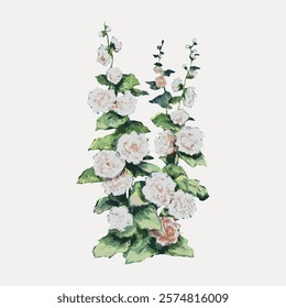 Illustration of tall, blooming hollyhocks with white flowers and green leaves. Hollyhocks in full bloom, showcasing delicate white petals and lush green foliage. Vintage illustration isolated, vector.