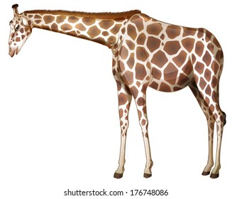 Illustration of a tall giraffe on a white background