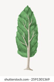 Illustration of a tall, green tree with a slender trunk and lush foliage. The tree stands alone, showcasing its vibrant green leaves and sturdy trunk. Vector illustration.