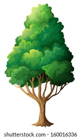 Illustration of a tall old tree on a white background