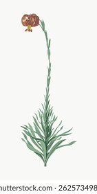 Illustration of a tall, slender plant with a single brown flower at the top. The plant's long stem and green leaves create a minimalist, botanical look. Vintage flower illustration vector.
