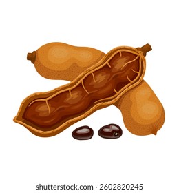 Illustration of Tamarind, scientific name Tamarindus indica, isolated on white background.