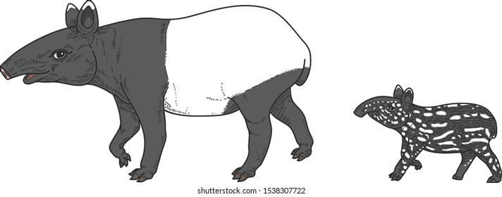 the illustration of A Tapir.