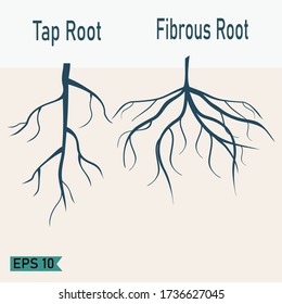 illustration of taproots and fibrous roots. plant theme