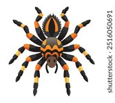 Illustration of Tarantula Isolated on white