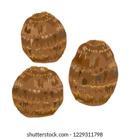 Illustration of the taro