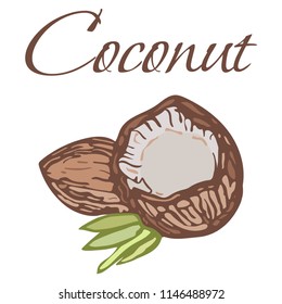 Illustration of Tasty Veggies. Vector Coconut Isolated on a White Background