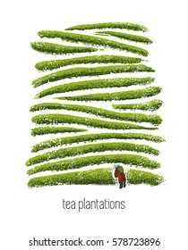 Illustration of tea plantations with tea picker.