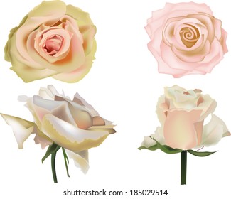 Illustration Tea Roses Isolated On White Stock Vector (Royalty Free ...