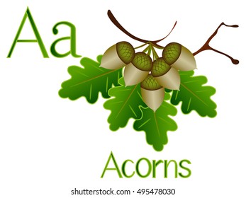Illustration for teaching children the English alphabet with cartoon  acorns. The letter a.