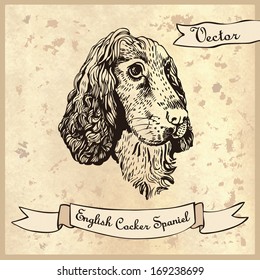 Illustration of a technique of hand drawing Cocker Spaniel.  Illustration for greeting cards, invitations, and other printing and web projects.