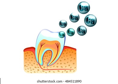 illustration of teeth and saturation with calcium of tooth enamel
