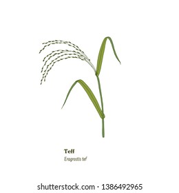 Illustration of teff plant with stem, leaves and ears. Eragrostis tef. Lineal drawing. Super food, gluten free. Pasture and field cereal, hay and forage herb.