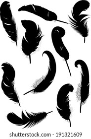 illustration with ten black feathers on white background
