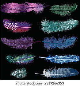 illustration with ten feathers isolated on black background