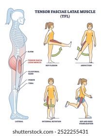 Illustration of Tensor Fasciae Latae muscle anatomy and exercises in outline style.