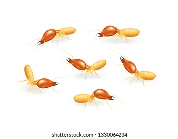 illustration termite isolated on white background, insect species termite ant eaten wood decay and damaged wooden bite, cartoon termite clip art, animal type termite or white ants