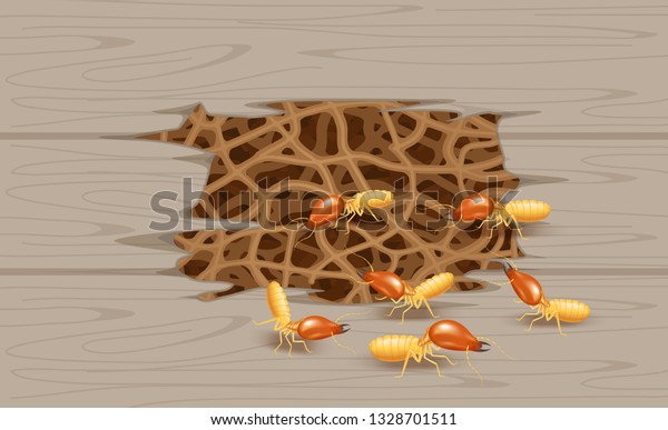 illustration
termite nest at wooden wall, burrow nest termite and wood decay,
texture wood with nest termite or white ant, background damaged
white wooden eaten by termite or white
ants