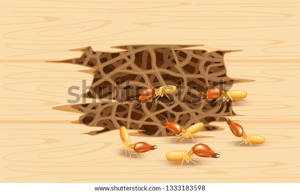 illustration\
termite nest at wooden wall, burrow nest termite and wood decay,\
texture wood with nest termite or white ant, background damaged\
wooden brown eaten by termite or white\
ants