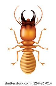 Illustration Termite, Vector