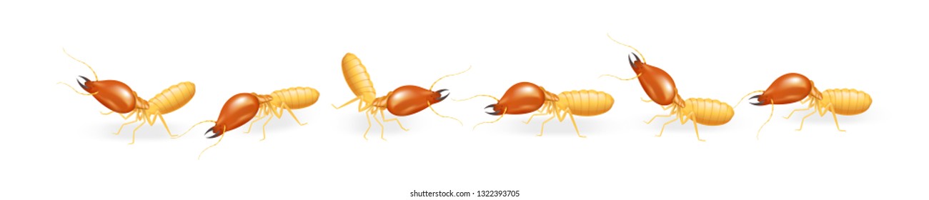 illustration termites walking in line isolated on white background, insect species termite ant eaten wood decay and damaged wooden bite, cartoon termite row clip art, animal type termite or white ants