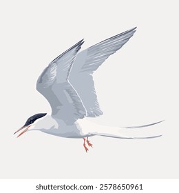 Illustration of a tern in flight. The tern, a graceful bird, is depicted with wings spread wide. The tern's sleek form and sharp beak are prominent in this artwork. Vintage bird illustration vector.