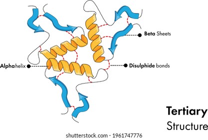 Illustration of tertiary structure of protein. Polypeptide chain structure.  