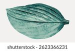 Illustration of a textured green leaf. The leaf has detailed veins and a natural green hue. Green leaf art with a textured, natural appearance. Vintage botanical illustration vector.